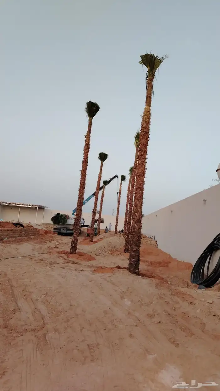 قلع واركز جميع انواع النخيل 4