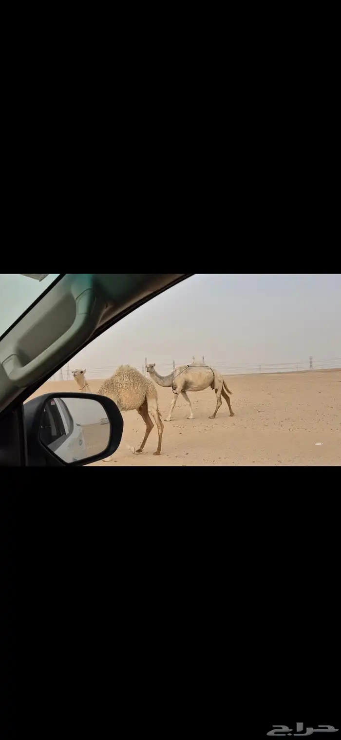 عشرا غيثيه وضحا طيبه 2