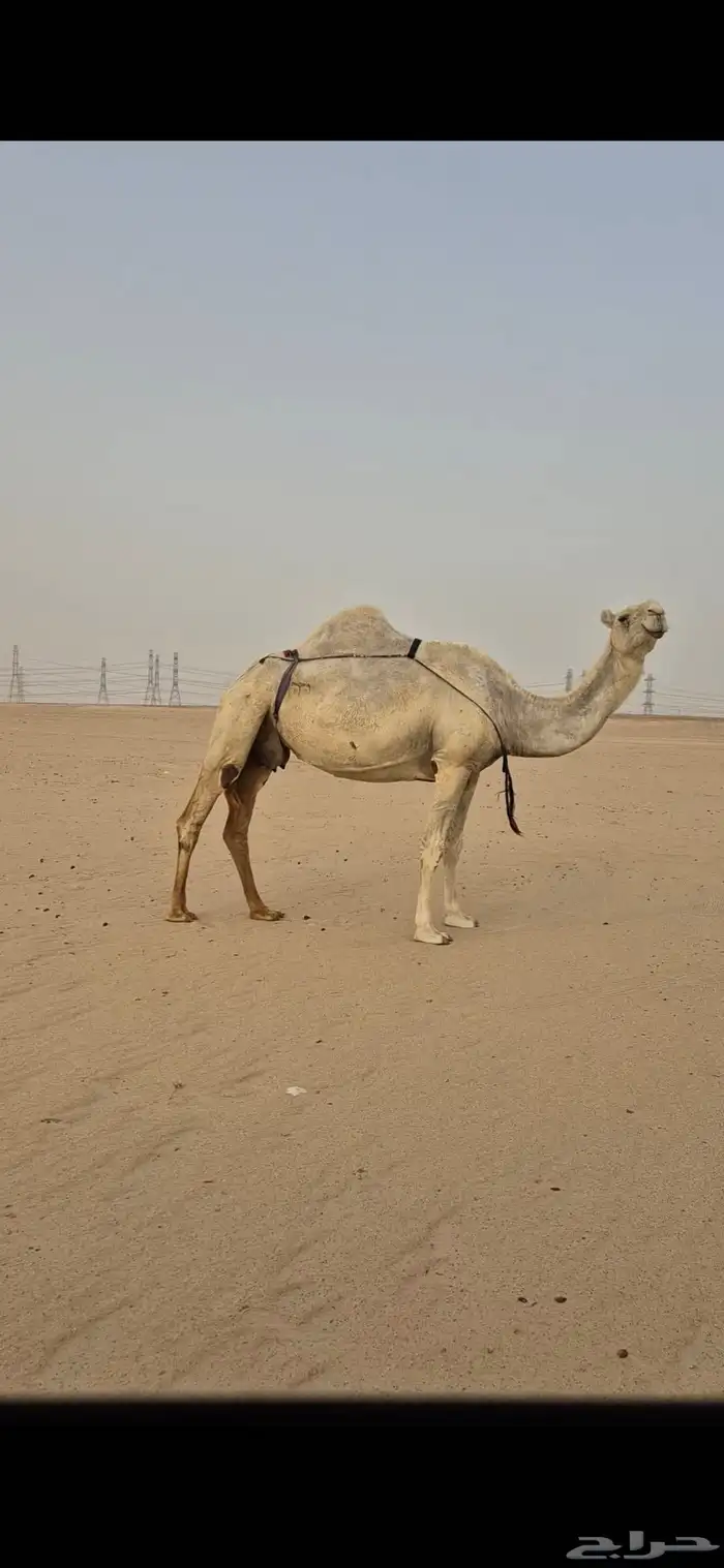 عشرا غيثيه وضحا طيبه 3