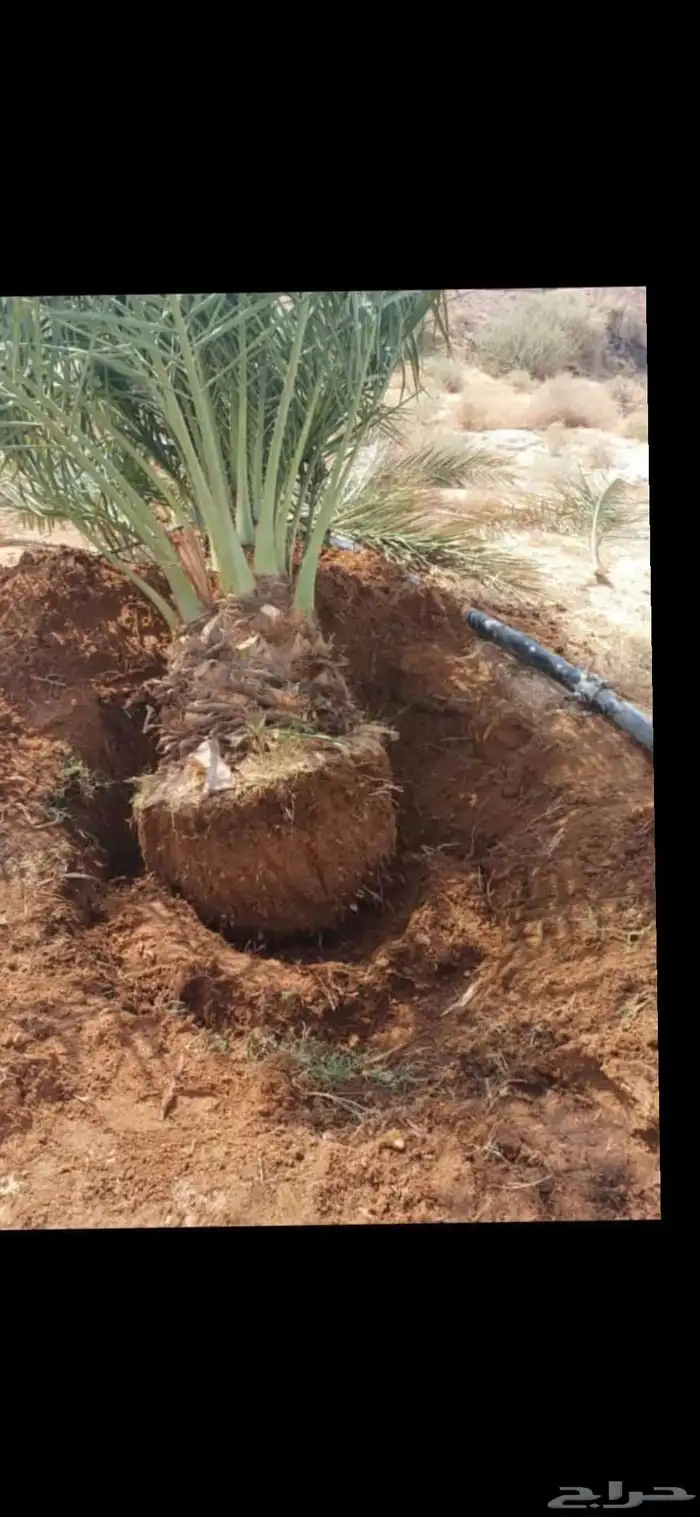 يوجدالدين نخيل فسايل مثمر وانواع مختلفه 6
