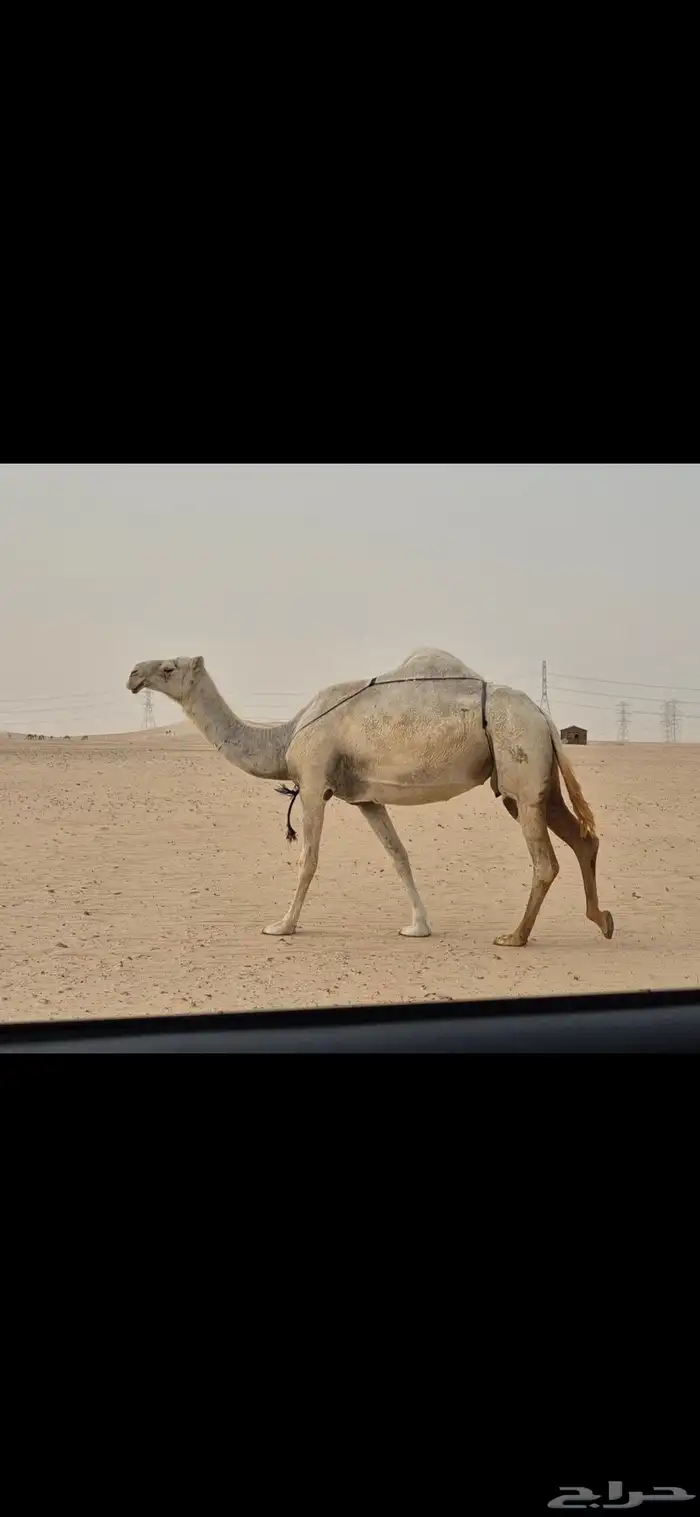 عشرا غيثيه وضحا طيبه 0