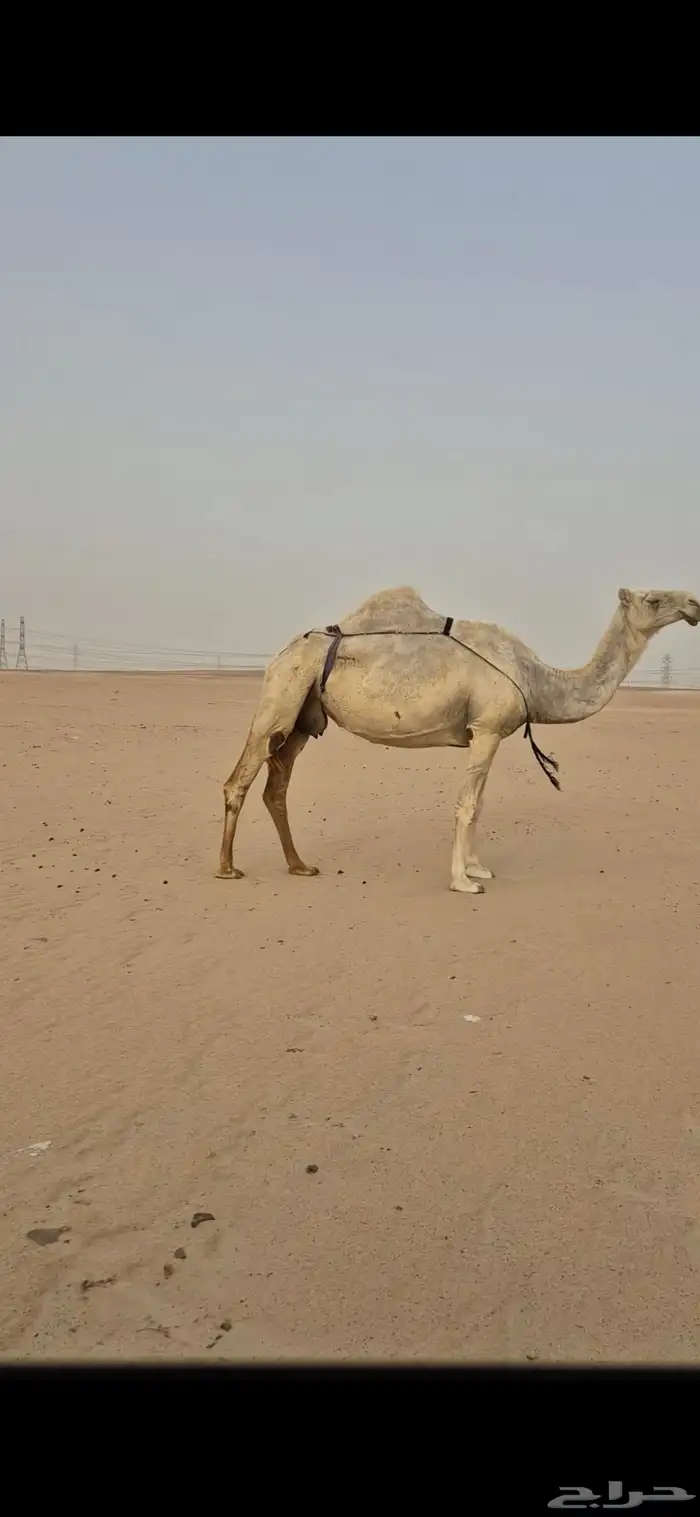 عشرا غيثيه وضحا طيبه 4