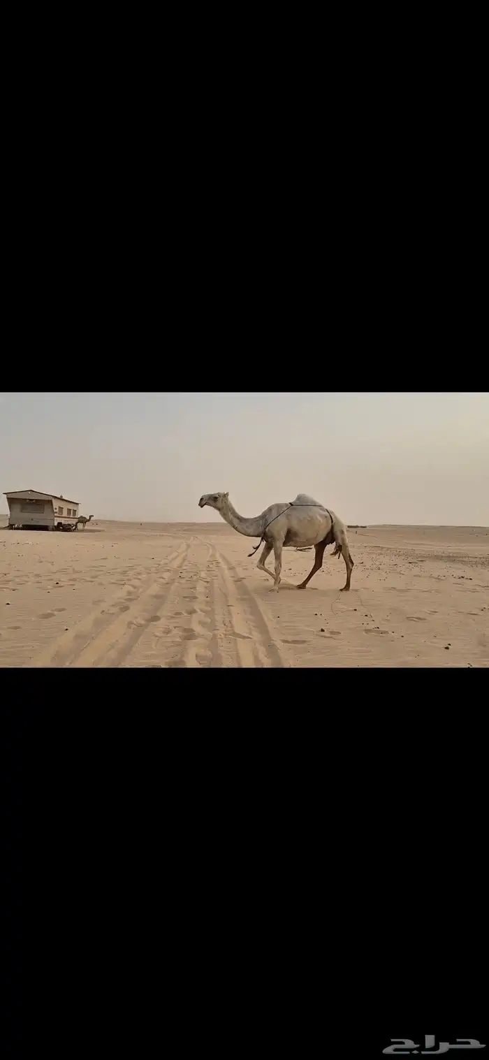 عشرا غيثيه وضحا طيبه 1