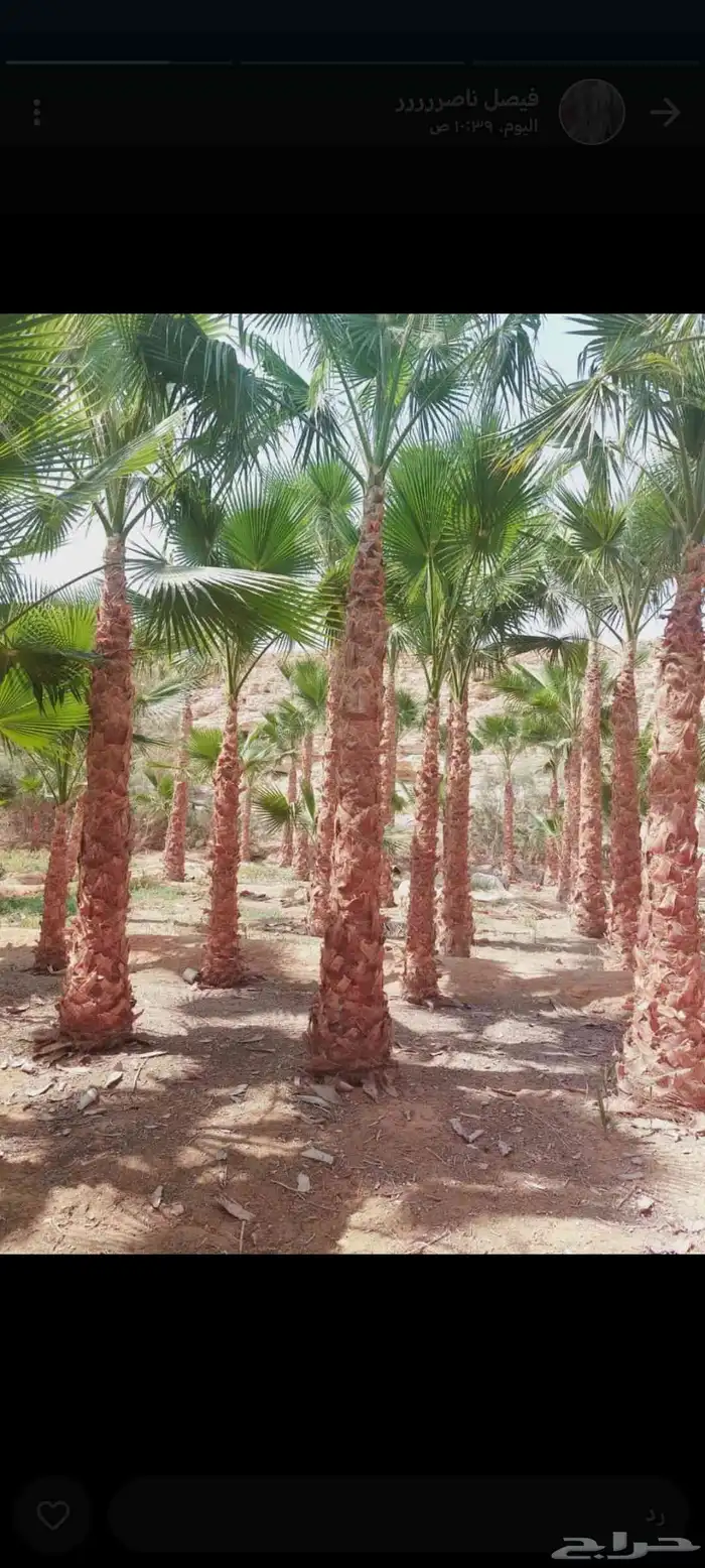 نخل واشنطني جميع المقاسات لزينه البيتو والشوارع 3