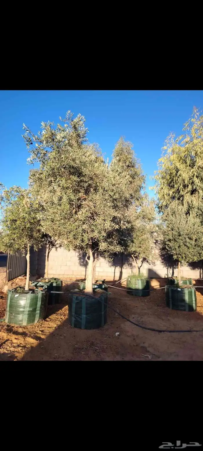 نخل واشنطني جميع المقاسات لزينه البيتو والشوارع 0