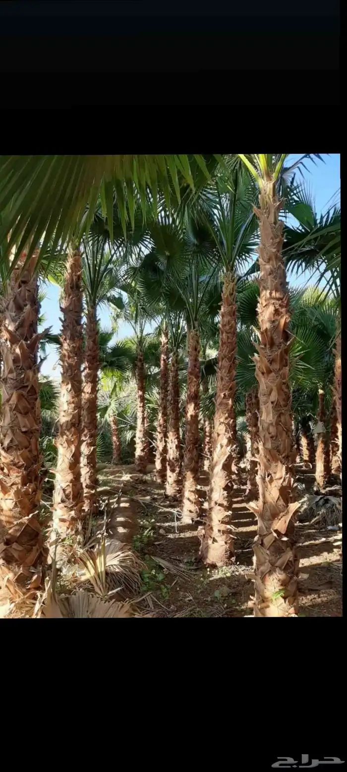 نخل واشنطني جميع المقاسات لزينه البيتو والشوارع 4