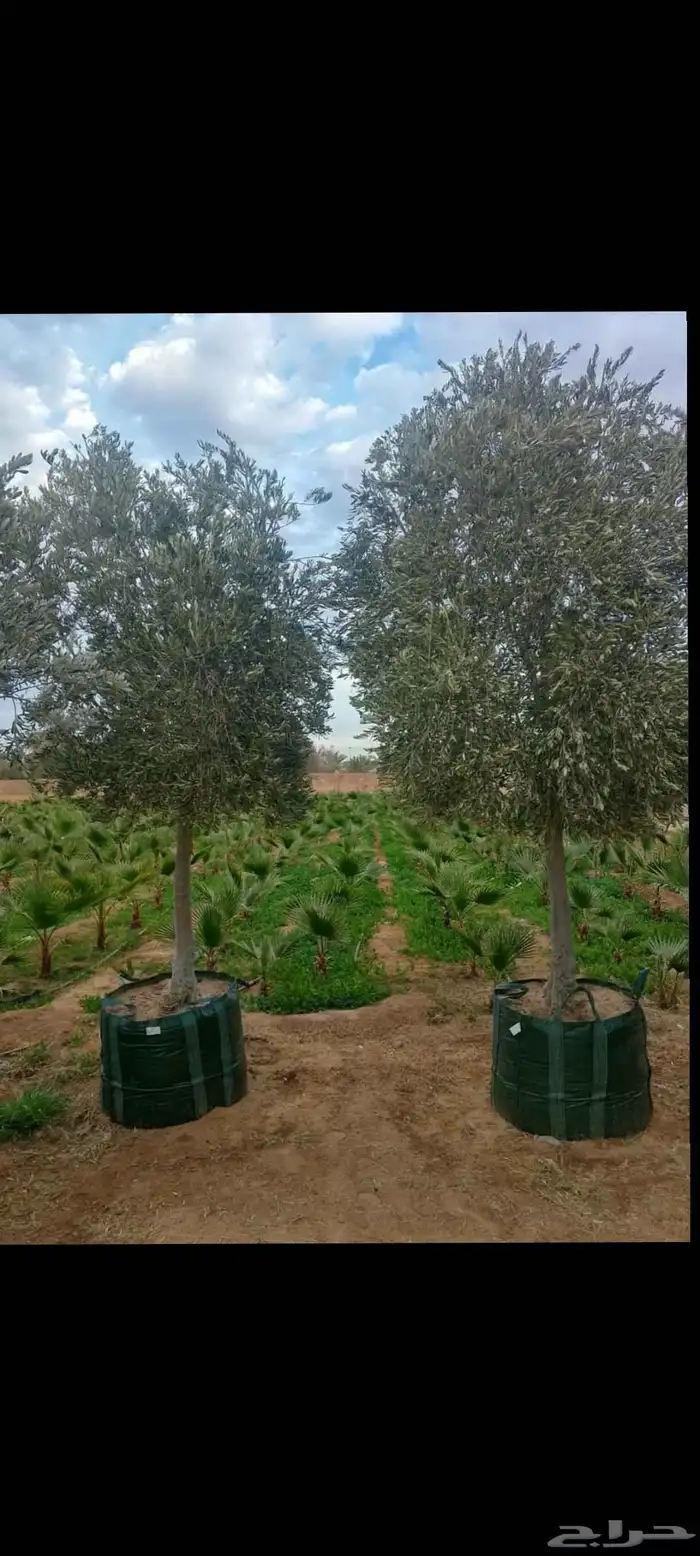 نخل واشنطني جميع المقاسات لزينه البيتو والشوارع 1