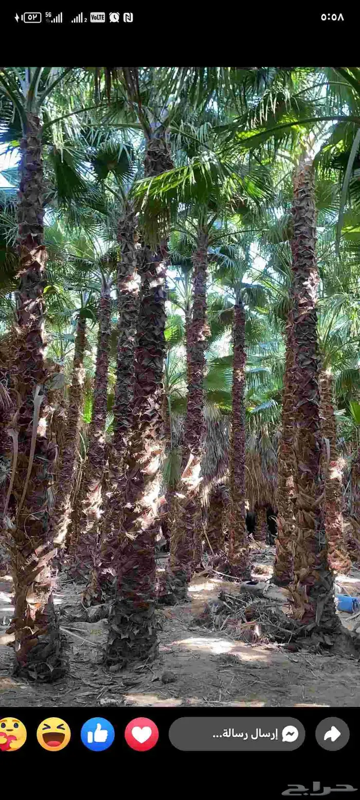 نخل واشنطني جميع المقاسات لزينه البيتو والشوارع 7