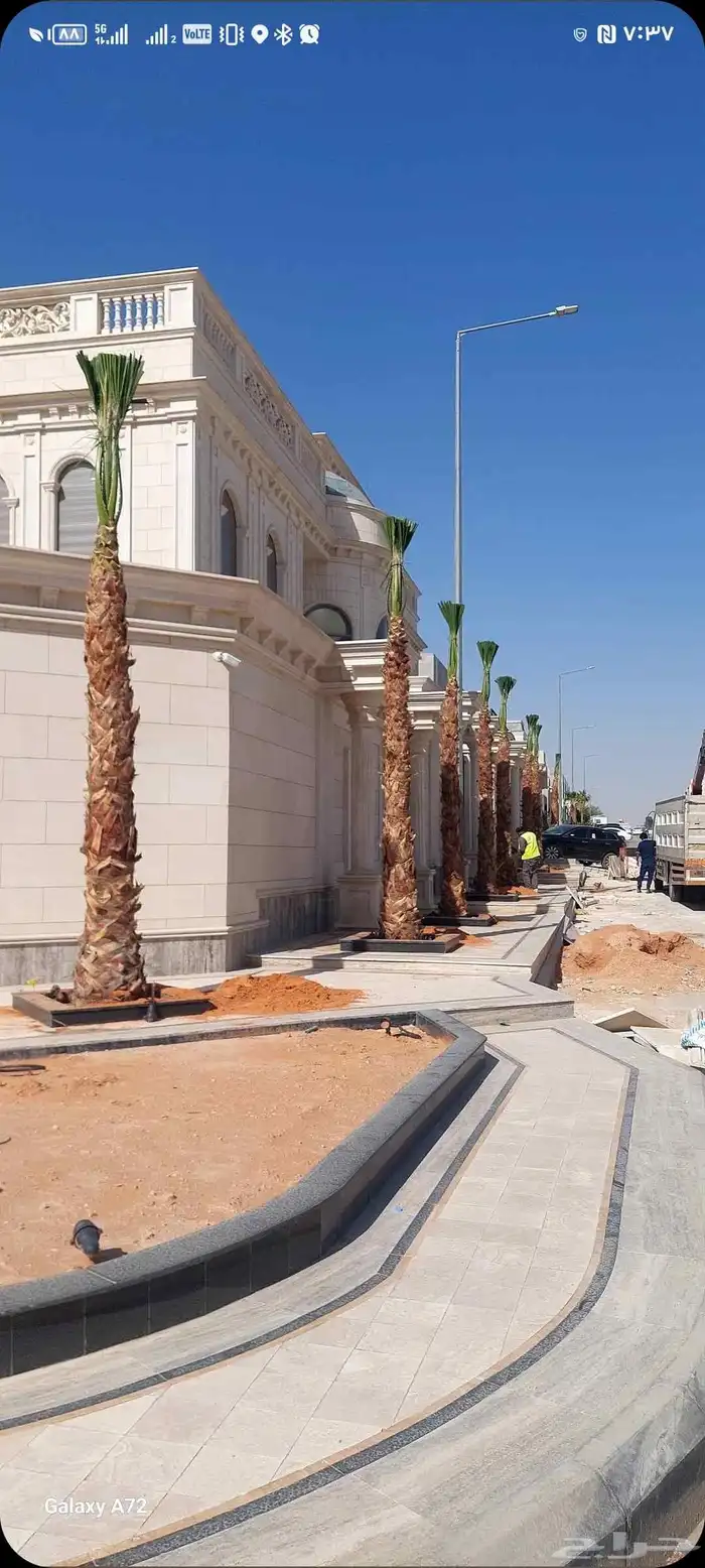 نخل واشنطني جميع المقاسات لزينه البيتو والشوارع 6