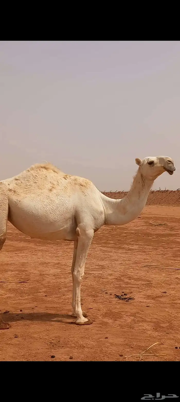 بكره وضحاء كفووو 3