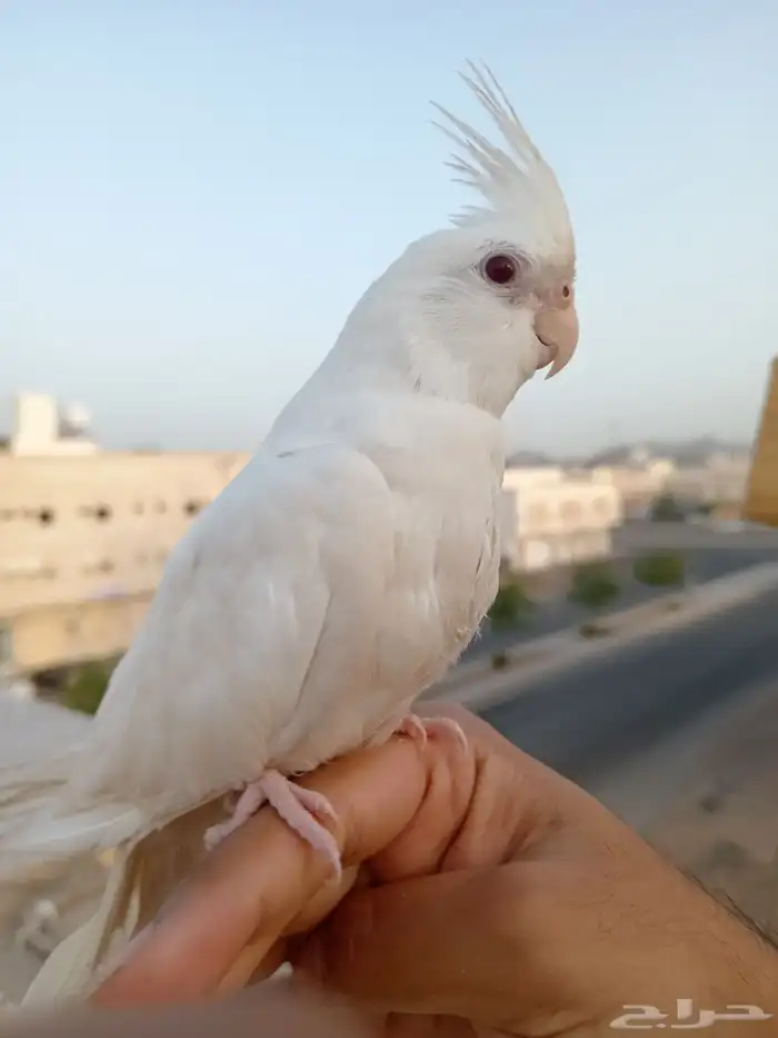 ببغاء كروان أوكوكتيل ألبينو عيون أحمر أليف 0