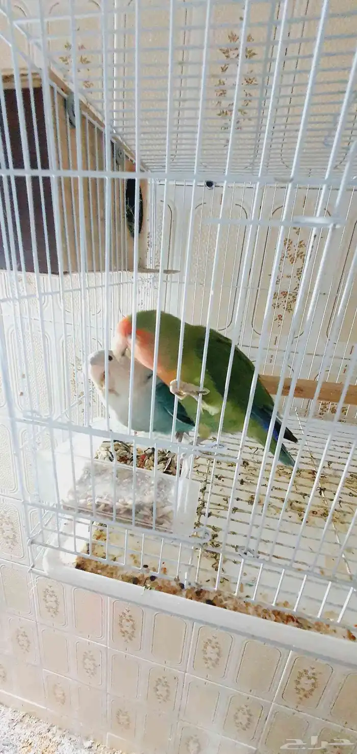 جوزين روز منتجه 5