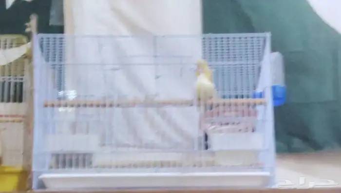 Beautiful canary couple for sale 8