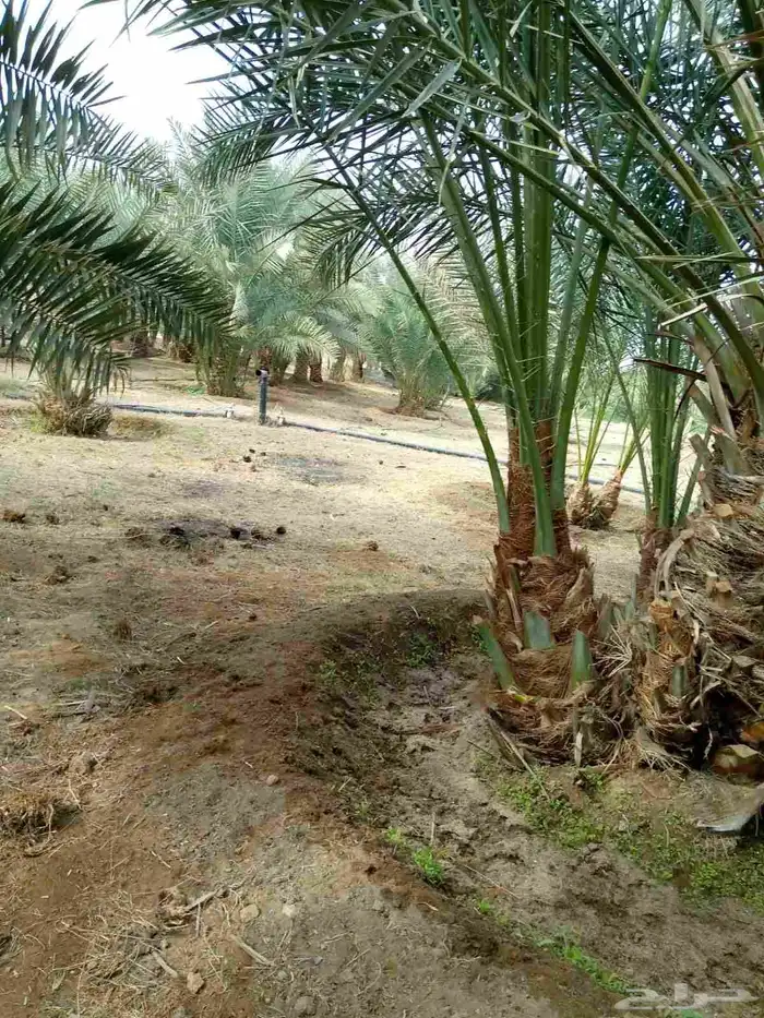 قلع واركز جميع انواع النخيل 3