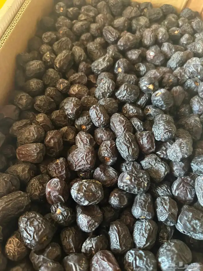 تمور جمله للبيع 3