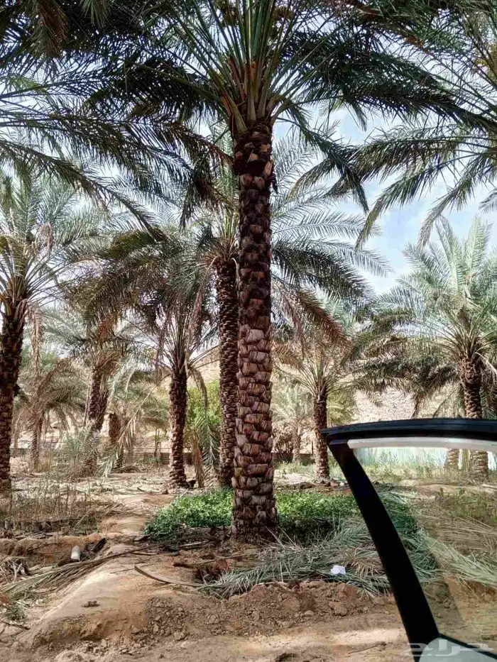 قلع واركز جميع انواع النخيل 5