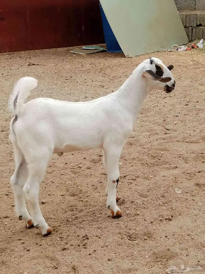 مشروع بيشي فاخر طواشي 2