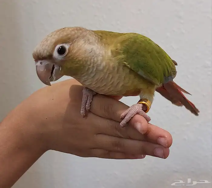 كنيور اليف 0