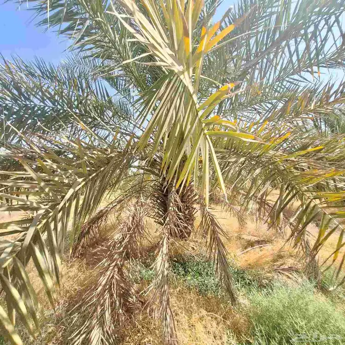يوجدالدين نخيل فسايل مثمر وانواع مختلفه 7