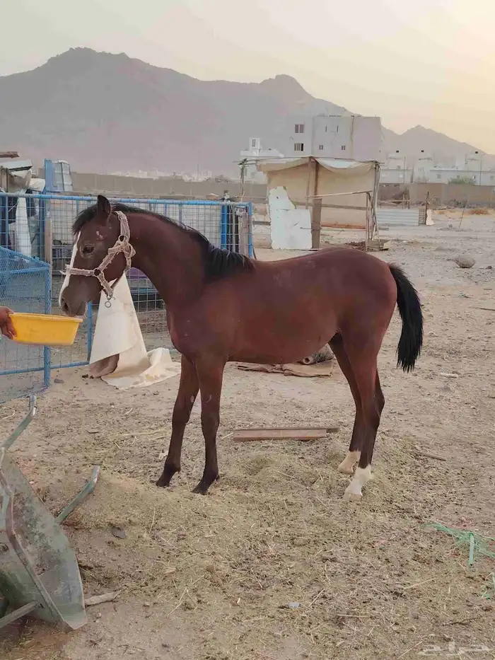 مهر شعبي 0