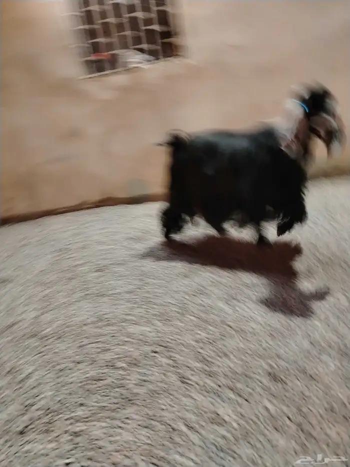 للبيع عنز عارضيه صنف 0