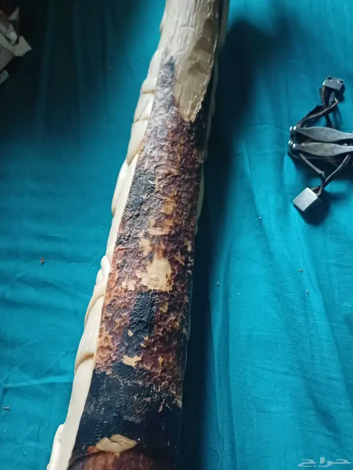 ناب عاج ماموت بشهادة دوليه 4