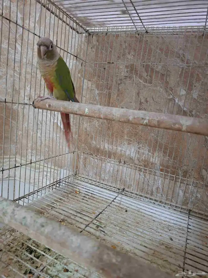 كنيور اناناس انثى منتجه 2