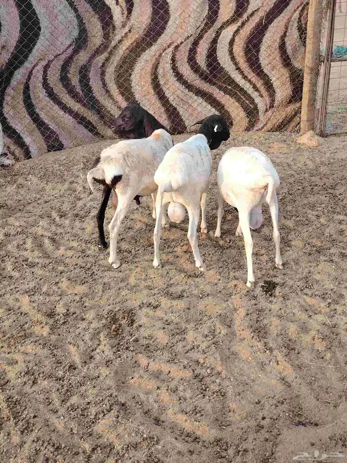 خرفان برابر 1