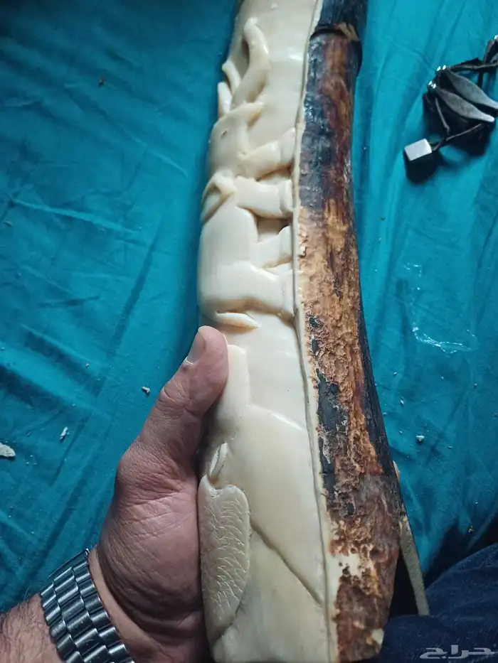 ناب عاج ماموت بشهادة دوليه 1
