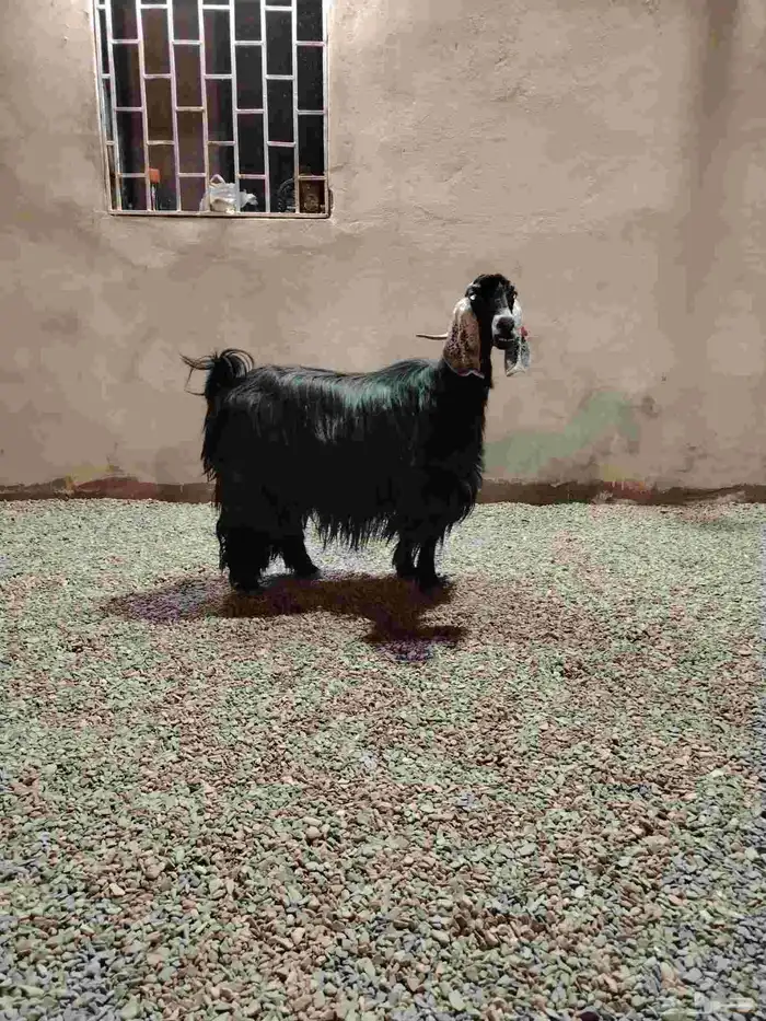 للبيع عنز عارضيه صنف 1