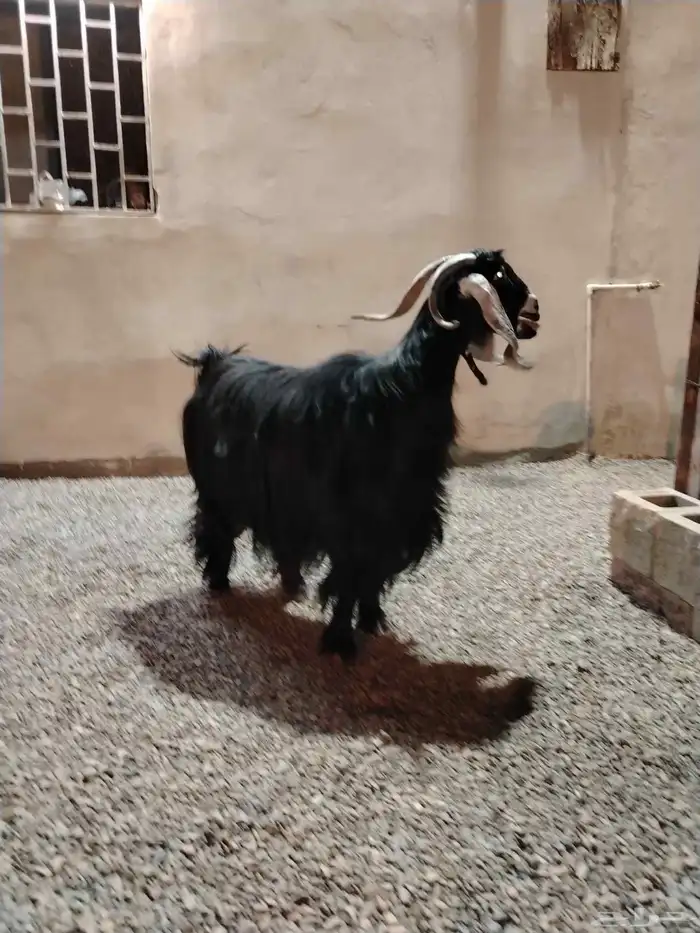 للبيع عنز عارضيه صنف 2