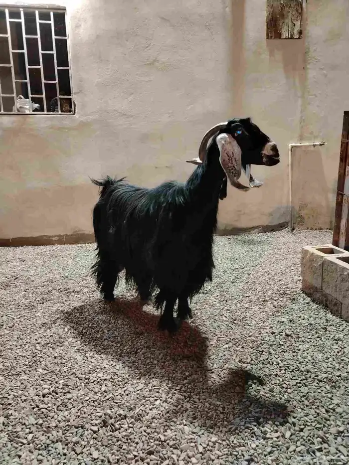 للبيع عنز عارضيه صنف 3