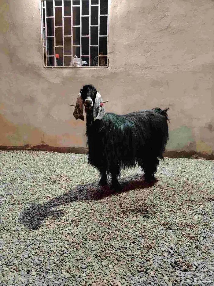 للبيع عنز عارضيه صنف 5