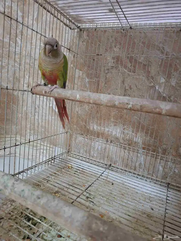 كنيور اناناس انثى منتجه 1