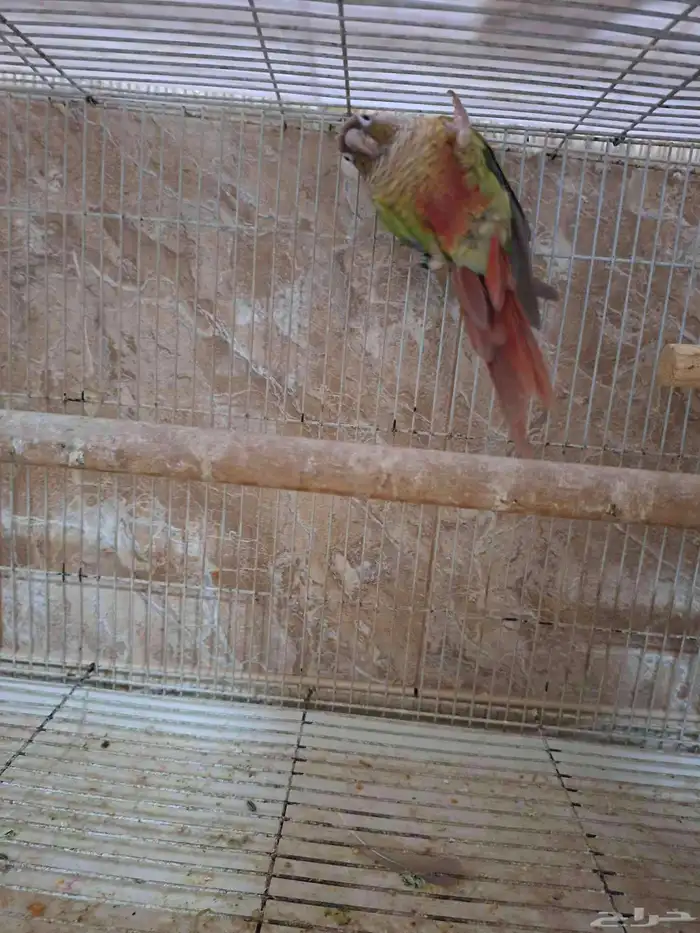 كنيور اناناس انثى منتجه 0