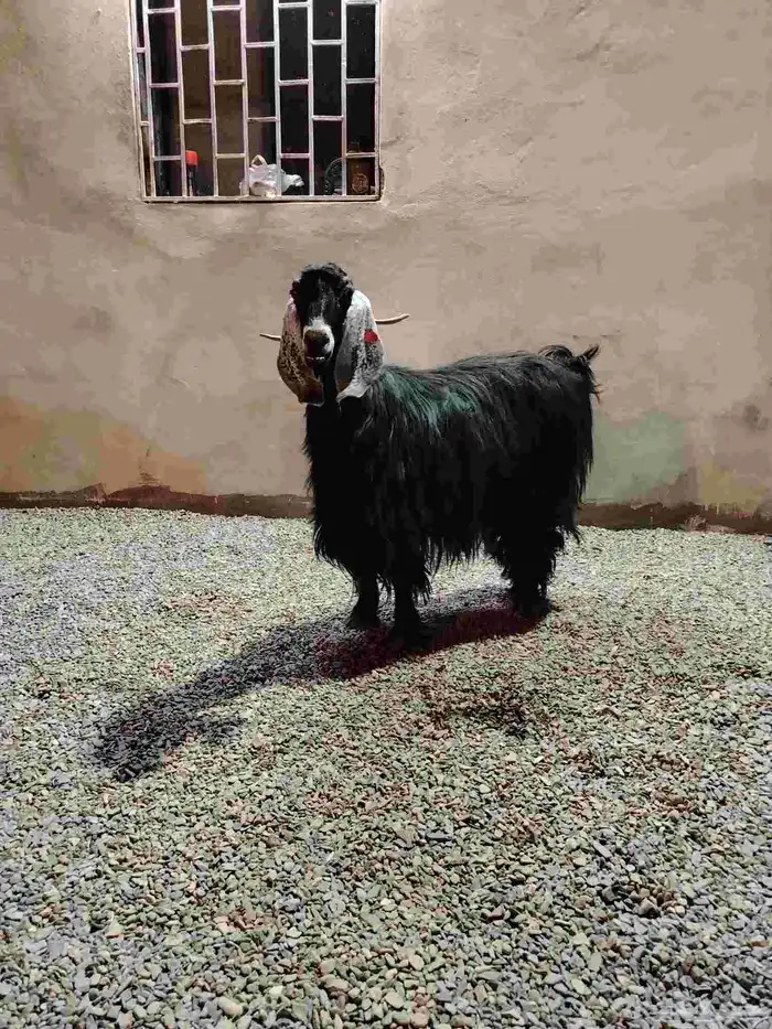 للبيع عنز عارضيه صنف 4