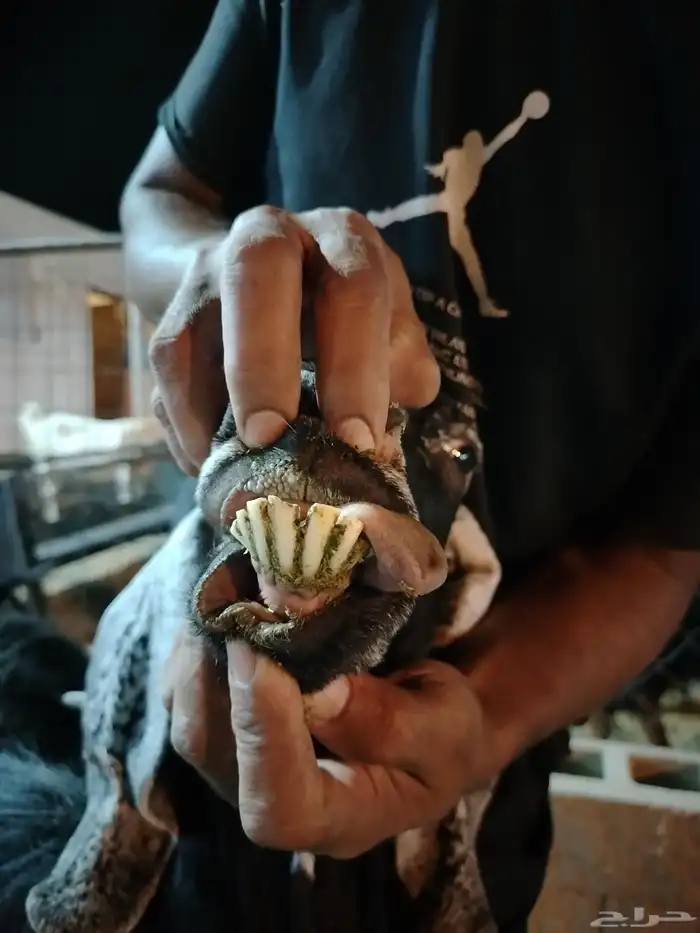 للبيع عنز عارضيه صنف 6