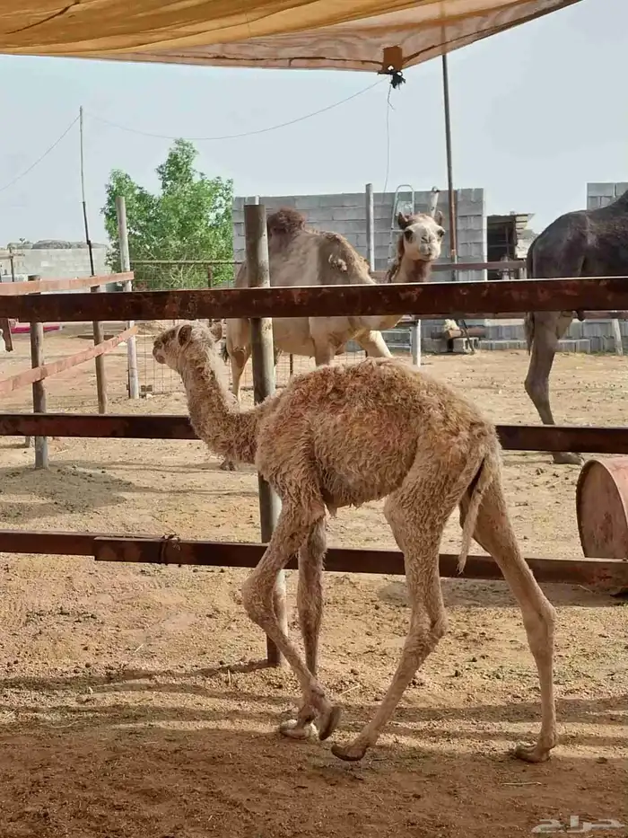 قعود ضيار. تم البيع 0