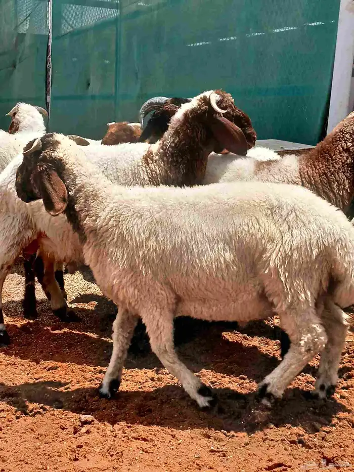 طليان نعيمي 2