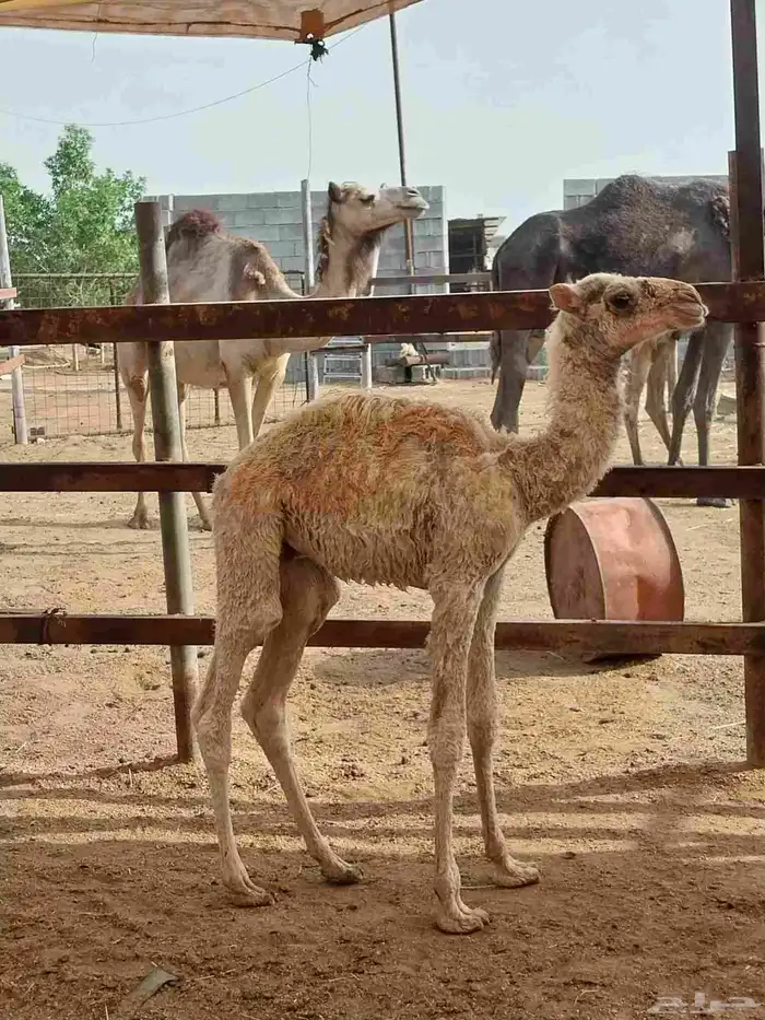 قعود ضيار. تم البيع 1