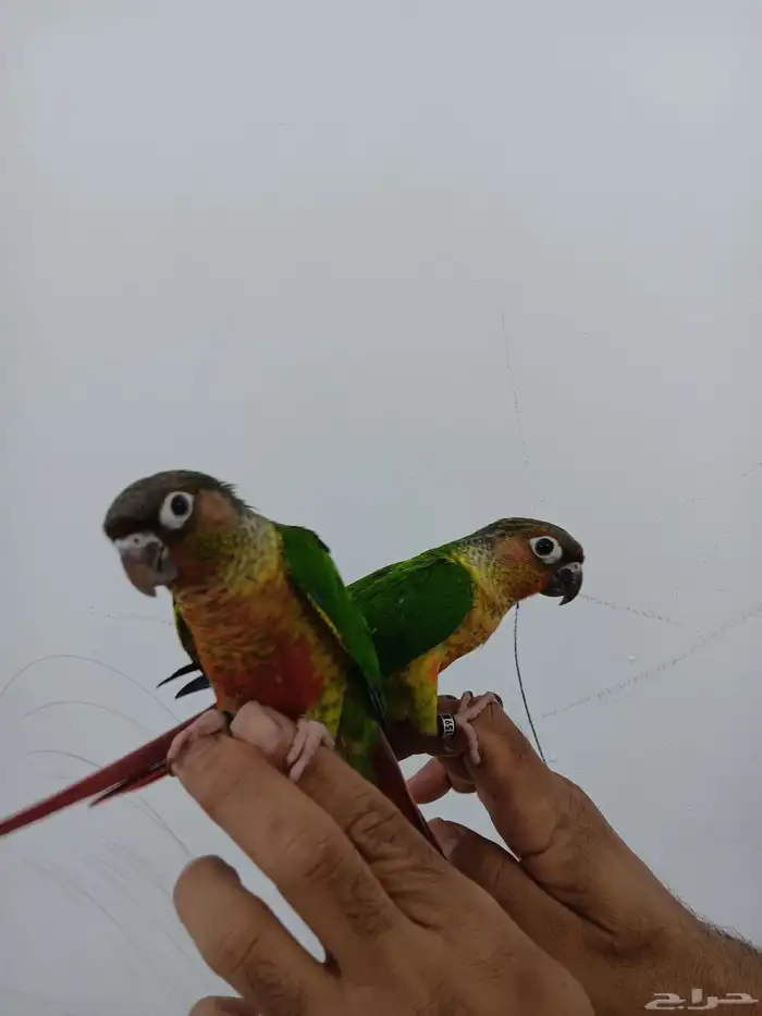 كنيور يلو سايد هدد للبيع 0