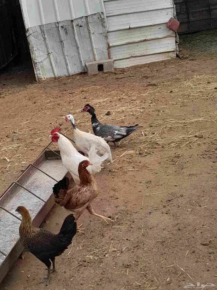 دواجن للبيع دجاج بط حجل 2