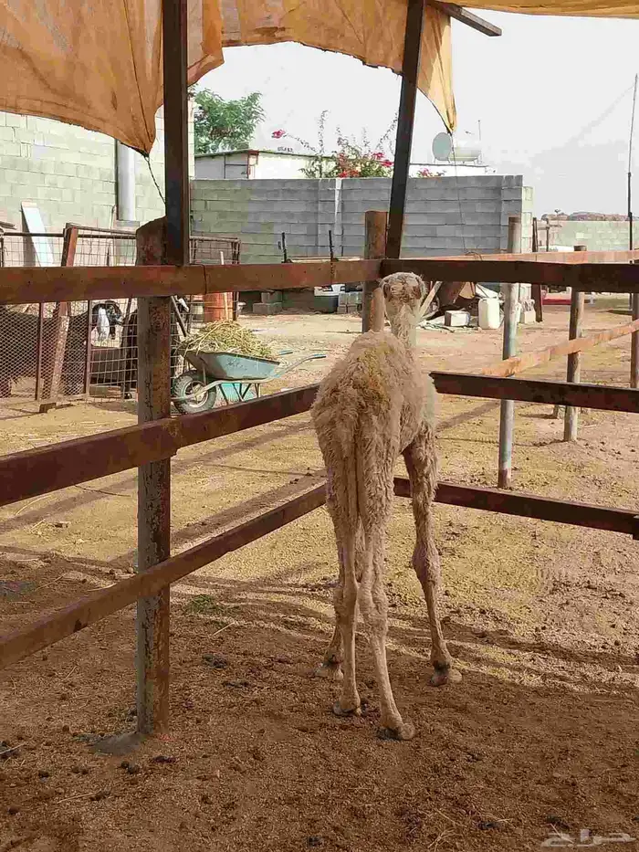 قعود ضيار. تم البيع 2