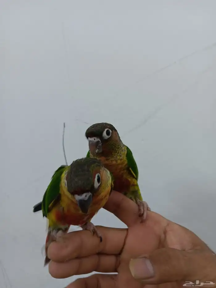 كنيور يلو سايد هدد للبيع 1