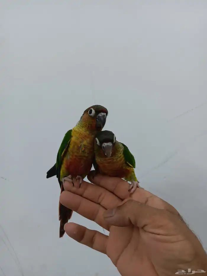 كنيور يلو سايد هدد للبيع 2