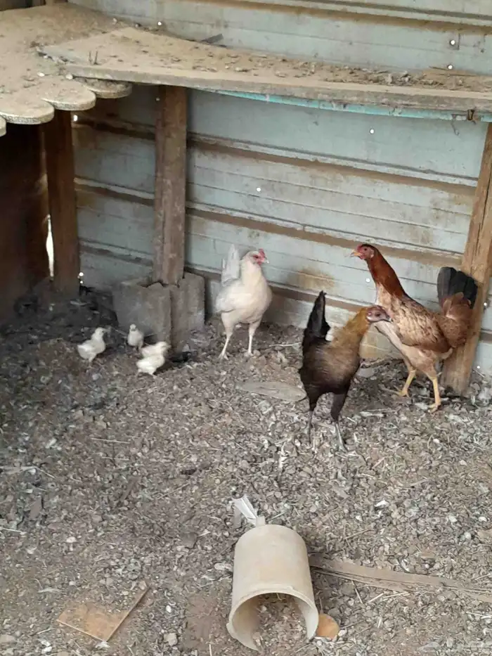 دواجن للبيع دجاج بط حجل 8