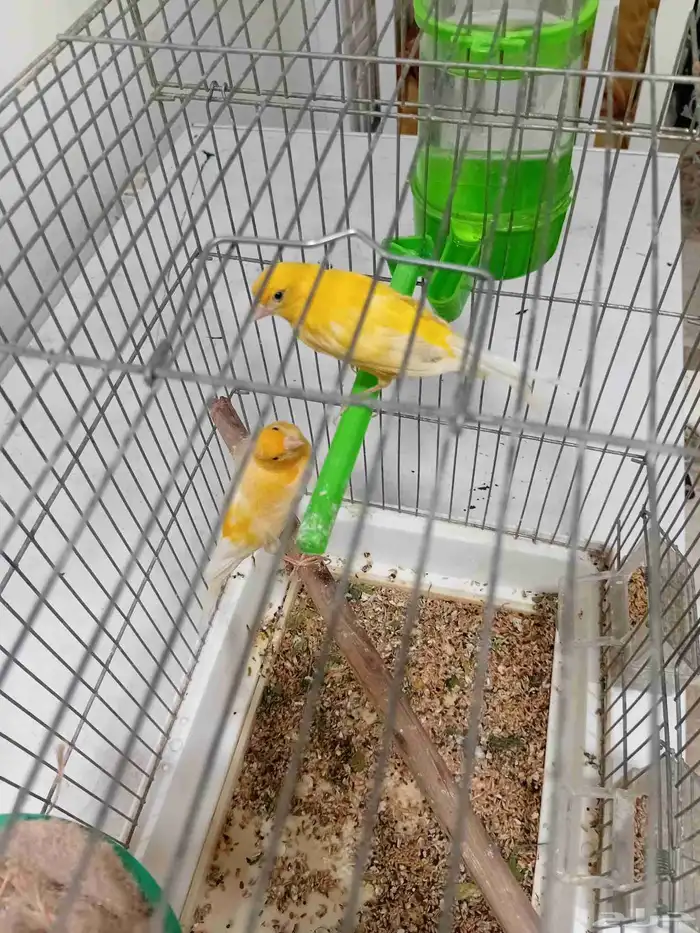 للبيع جوز كناري سوري 2