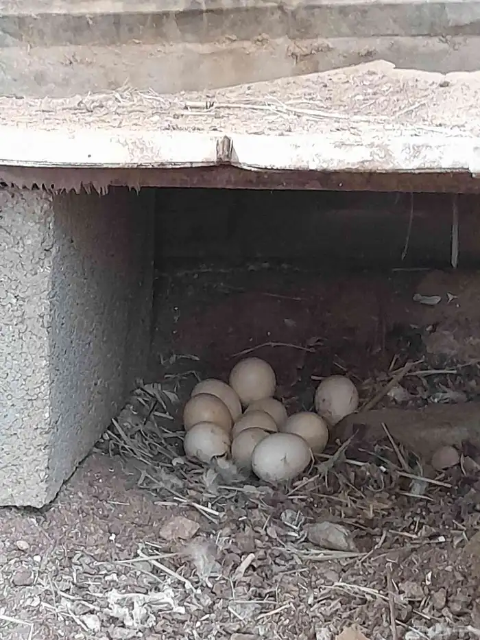 دواجن للبيع دجاج بط حجل 7