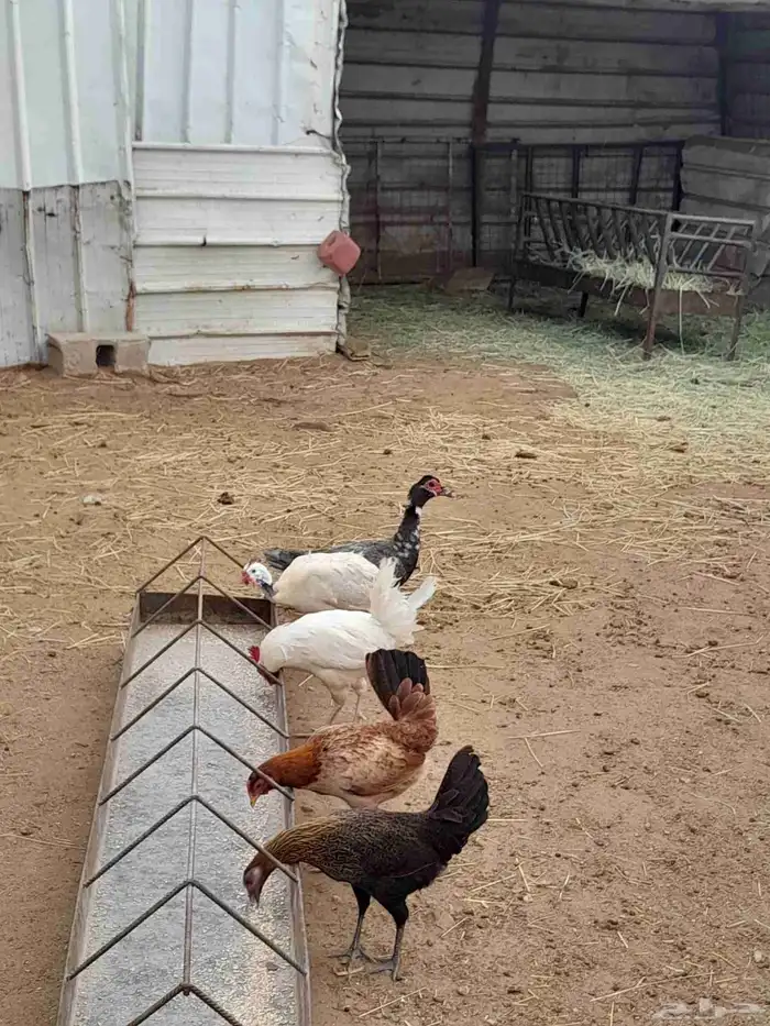 دواجن للبيع دجاج بط حجل 3