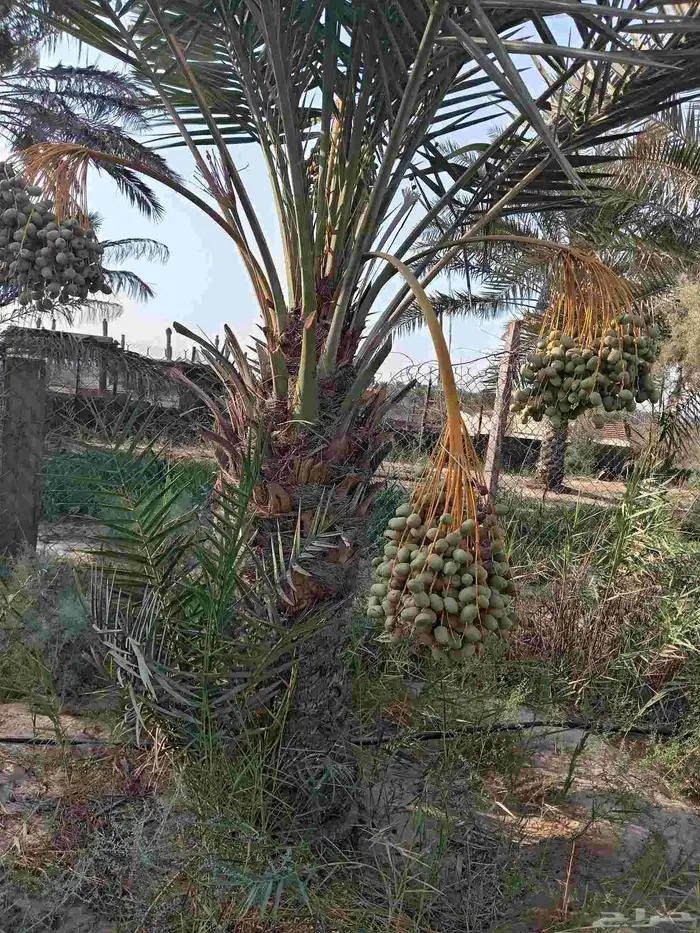 ابوياسين لبيع جميع انواع النخيل البلدي والواشنطن والفسيل 7